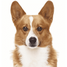 Emotional Support Dogs: Breeds, Rights & How to Get One 29 Corgi