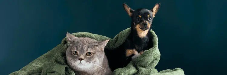 American Airlines Pet Policy & Fees: 2026 Pet Owner’s Guide 5 image4