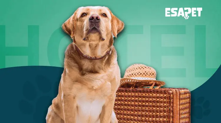 ESA Hotel Laws: Can Hotels Charge for Emotional Support Animals? 50 image2