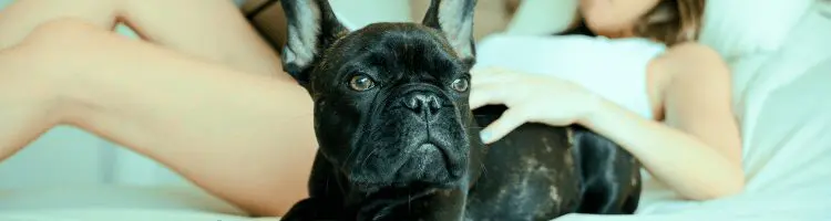 ESA Hotel Laws: Can Hotels Charge for Emotional Support Animals? 15 image3 2