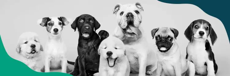 Home Depot Pet Policy: Are Dogs Allowed in Home Depot? 8 image6