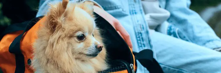 Southwest Airlines Pet Policy: What You Need to Know (2026 Update) 3 image3