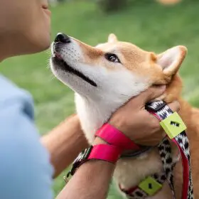 Service Dog for Panic Attacks: Can They Help? 28