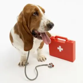 Service Dog for Panic Attacks: Can They Help? 30 Group 13