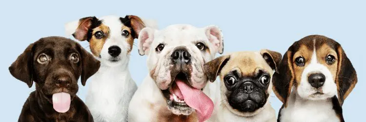 Airbnb Pet Policy: Tips Before Booking With Your Pet 9 image1
