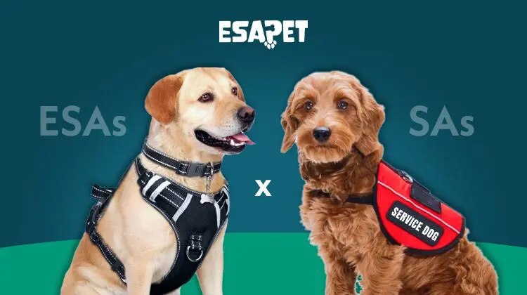 Emotional Support Animal vs Service Animal: Differences, Rights, and Laws 20 Emotional support animal vs. service animal