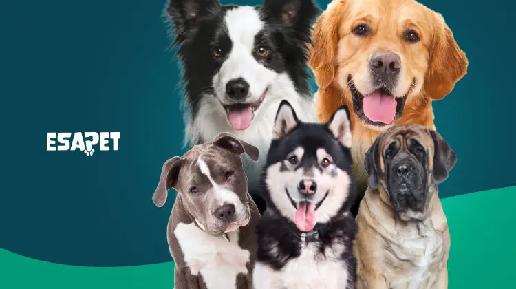 Best Psychiatric Service Dog Breeds for Mental Health Support 16 best psychiatric service dog breeds