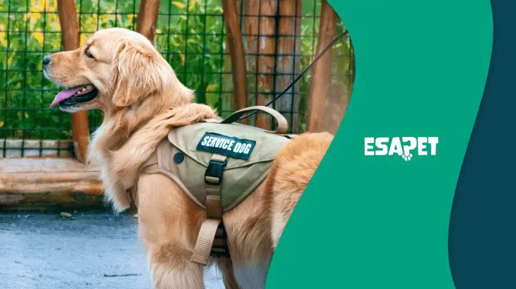 Psychiatric Service Dog Training and Certification Guide 42 psychiatric service dog training