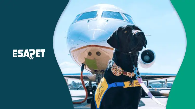 Service Dog Laws: Understanding Rights and Regulations 2026 46 service dog laws