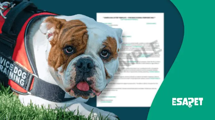 Service Dog Registration: Everything You Need to Know for 2026 17 service dog registration