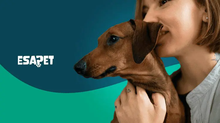 Where to Get a Psychiatric Service Dog: Adoption and Purchase 62 where to get a psychiatric service dog