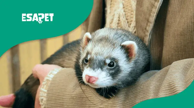 Emotional Support Ferret: Can Ferrets Help With Anxiety? 10 Emotional Support Ferret