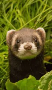 Emotional Support Ferret: Can Ferrets Help With Anxiety? 7 Emotional Support Ferrets