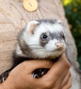 Emotional Support Ferret: Can Ferrets Help With Anxiety? 8 Housing For Ferrets