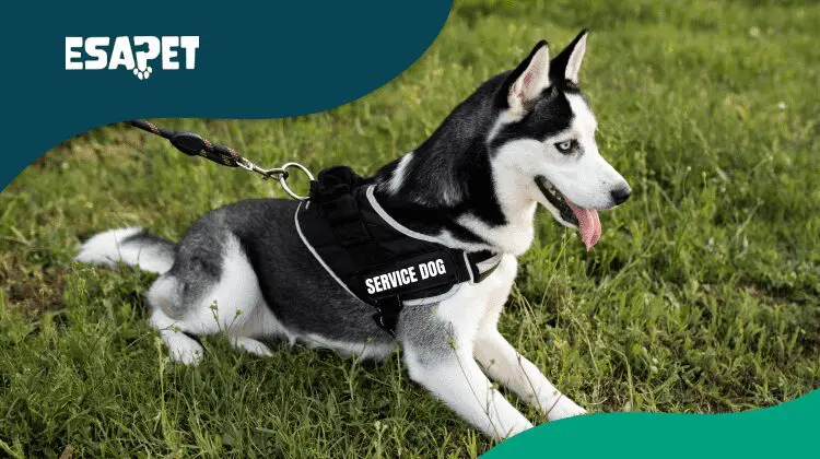 How to Catch a Fake Service Dog: Tips and Legal Guidelines (2026 Guide) 68 How to Catch a Fake Service Dog