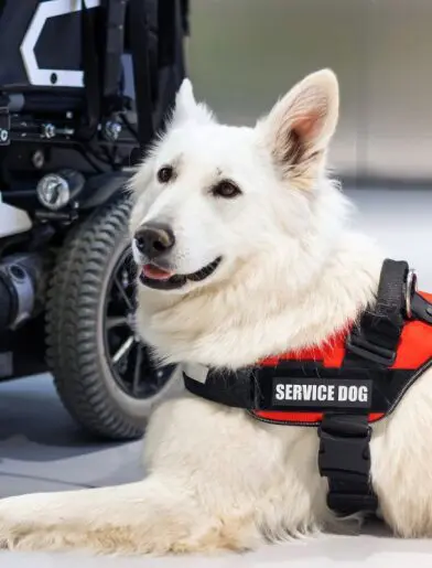 How to Catch a Fake Service Dog: Tips and Legal Guidelines (2026 Guide) 10 Signs of a Misrepresented Service Dog