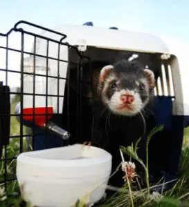 Emotional Support Ferret: Can Ferrets Help With Anxiety? 9 Traveling With Ferrets