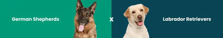 German Shepherd Service Dog: Everything You Need to Know for 2026 35 German Shepherds vs. Labrador Retrievers