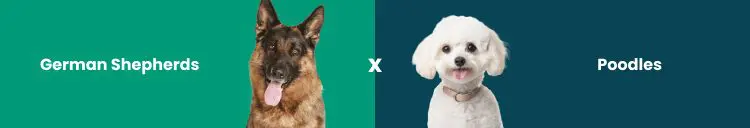 German Shepherd Service Dog: Everything You Need to Know for 2026 37 German Shepherds vs. Poodles