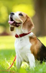 Golden Retriever Service Dog: Everything You Need to Know 14 beagle