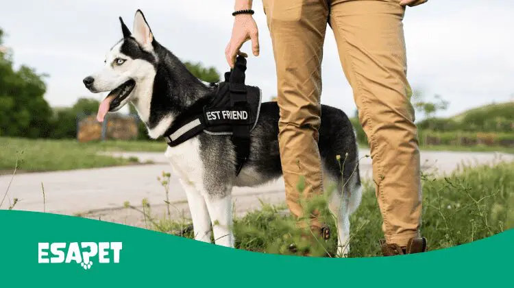 How to Make Your Dog a Service Dog? Service Dog Requirements in 2026 11 how to make your dog a service dog