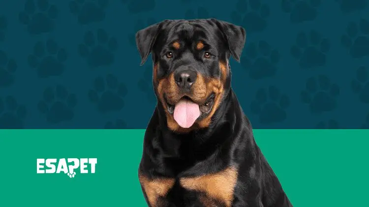 How to Get a Rottweiller Service Dog: All You Need to Know 8 Rottweiller Service Dog