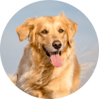 Emotional Support Animal Statistics: USA Impacts & Trends 2026 9 Dogs
