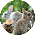 Emotional Support Animal Statistics: USA Impacts & Trends 2026 11 Other Animals