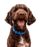 Anxiety Disorders: Causes, Symptoms, and Treatment (2026 Guide) 17 Service Dog