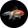 Emotional Support Fish: Can a Pet Fish Boost Mental Health? (2026) 16 Goldfish