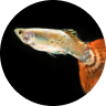 Emotional Support Fish: Can a Pet Fish Boost Mental Health? (2026) 15 Guppies
