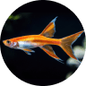 Emotional Support Fish: Can a Pet Fish Boost Mental Health? (2026) 19 Swordtail