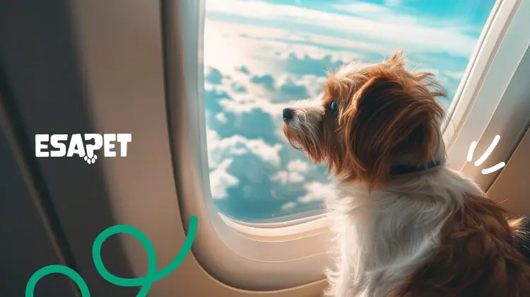 can emotional support dogs fly