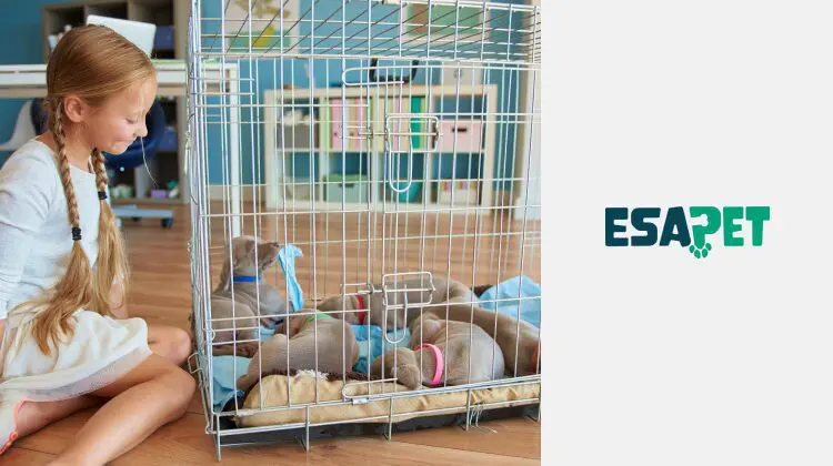 Crate Training a Puppy: How to Create a Safe and Comfortable Space 30 crate training a puppy
