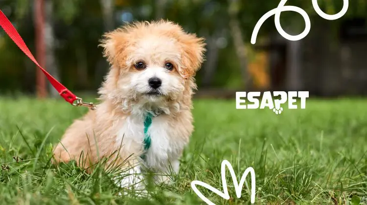 How to Teach a Puppy to Walk on a Leash: The Loose-Leash Guide 1 leash training a puppy