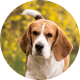 Flying with Snub-Nosed Dogs: Airline Rules/Risks & Safer Travel Options 55 Beagles