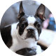 Flying with Snub-Nosed Dogs: Airline Rules/Risks & Safer Travel Options 36 Boston Terriers