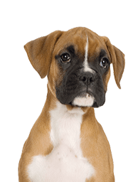 Service Dog for Stress: Calm Your Mind with the Best Company 24 Boxer