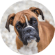 Flying with Snub-Nosed Dogs: Airline Rules/Risks & Safer Travel Options 40 Boxers