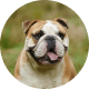 Flying with Snub-Nosed Dogs: Airline Rules/Risks & Safer Travel Options 32 Bulldogs (including English Bulldogs)