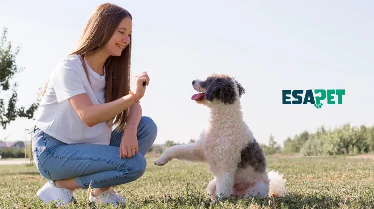 How Much Does Dog Training Cost in 2026? 16 Dog training costs