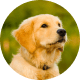 Flying with Snub-Nosed Dogs: Airline Rules/Risks & Safer Travel Options 51 Golden Retrievers