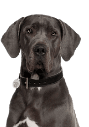 Service Dog for Stress: Calm Your Mind with the Best Company 25 Great Dane