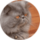 Flying with Snub-Nosed Dogs: Airline Rules/Risks & Safer Travel Options 46 Persian Cats
