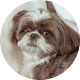 Flying with Snub-Nosed Dogs: Airline Rules/Risks & Safer Travel Options 38 Shih Tzus