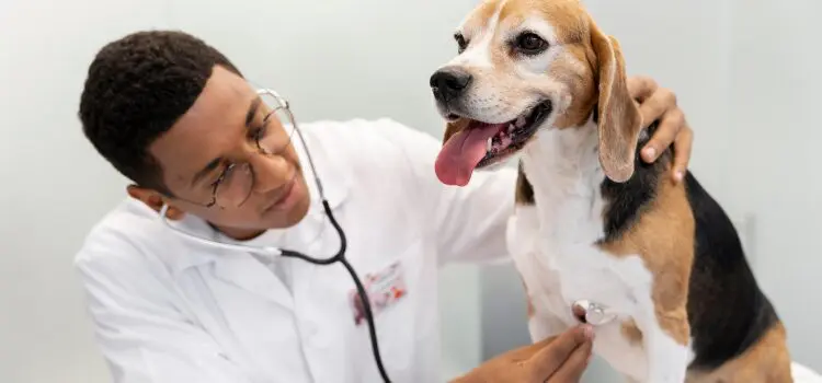 How to Take Care of a Dog: Responsible Care for a Healthy, Balanced Life 13 Veterinary Care and Pet Insurance Planning