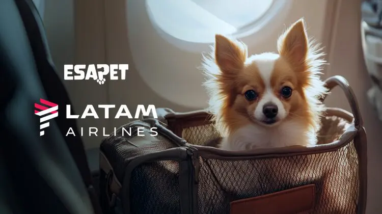 LATAM Pet Policy: Cabin Rules, Fees & Required Documents 10 Latam Pet Policy