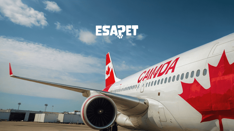 Air Canada Pet Policy: Flying with Dogs or Cats in 2026 9 Air Canada Pet Policy