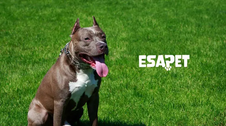 Why are Some Dog Breeds Not Allowed in Apartments? 30 Dog breeds not allowed in apartments
