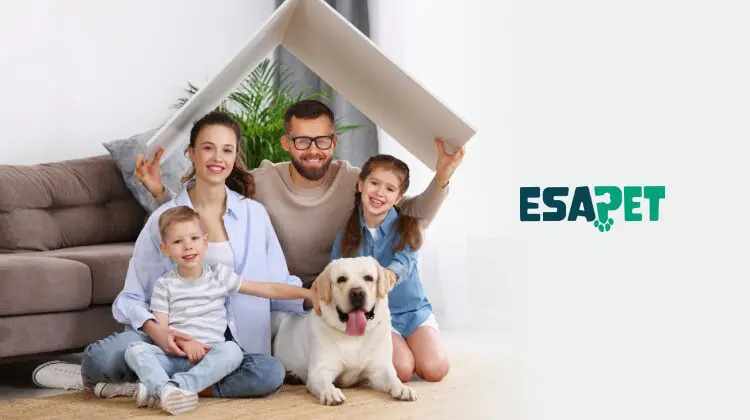 How to Find Pet-Friendly Rental Properties That Welcome Pets 32 how to find pet-friendly rental properties